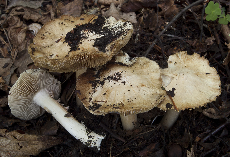 Inocybe erubescens